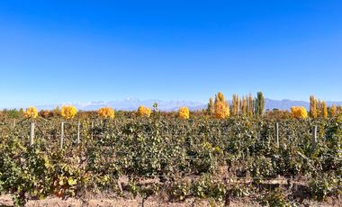 VENTA LOTE CON VIÑEDO MENDOZA  LUJAN DE CUYO PERD