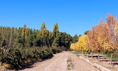 VENTA LOTE CON VIÑEDO MENDOZA  LUJAN DE CUYO PERD