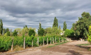 VENTA LOTE CON VIÑEDO MENDOZA  LUJAN DE CUYO PERD