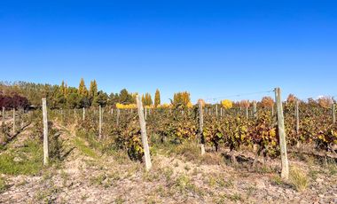 VENTA LOTE CON VIÑEDO MENDOZA  LUJAN DE CUYO PERD