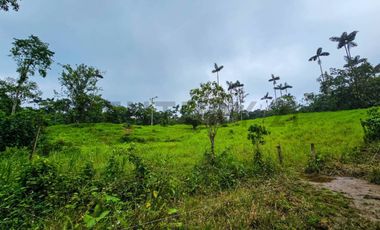 En Venta Finca de 138 hectáreas, Vía Los Bancos Valle hermoso km 14