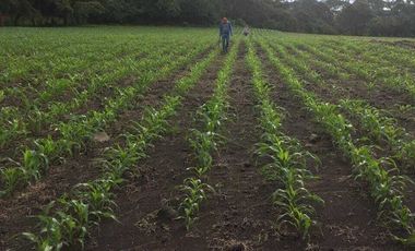52 Hectáreas en Venta a 5km de Montitlan Cuauhtémoc Colima