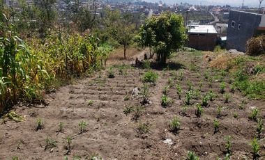 TERRENO EN VENTA EN ANDIGLATA-AMBATO