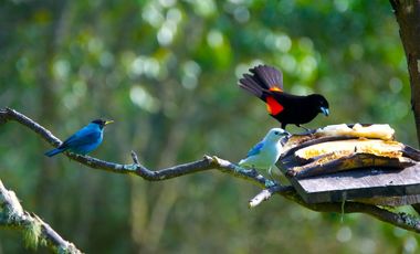 VENTA FINCA LA ELVIRA CALI