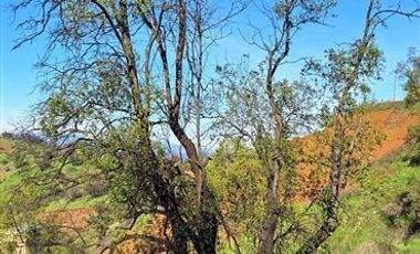 Sitio en Venta en Cuesta Chada, Laguna Chada (Cercano a Paine)