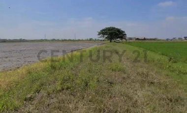 Terreno en Venta Lotización Buijo, Samborondón