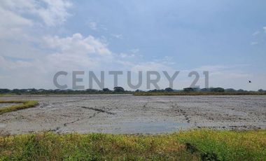 Terreno en Venta Lotización Buijo, Samborondón