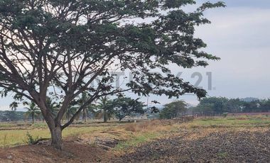Terreno en Venta Lotización Buijo, Samborondón