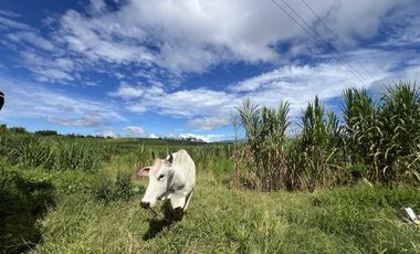 14 hectare Farmland at Lanise, Claveria for Sale