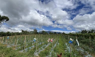 1.56 hectare Luna , Claveria Farmland for Sale