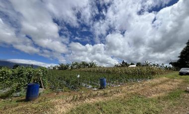 1.56 hectare Luna , Claveria Farmland for Sale