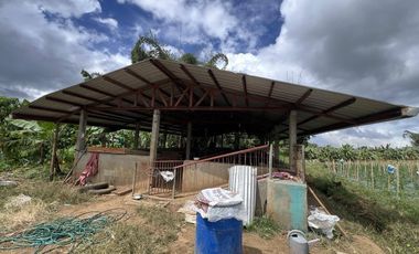 1.56 hectare Luna , Claveria Farmland for Sale
