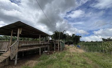 1.56 hectare Luna , Claveria Farmland for Sale