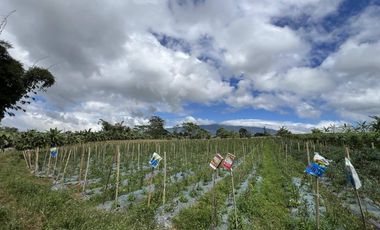1.56 hectare Luna , Claveria Farmland for Sale