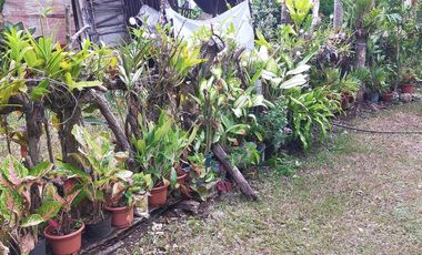 385sqm lot for sale in Tinago Dauis Panglao Island Bohol 3k per sqm