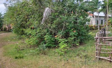 385sqm lot for sale in Tinago Dauis Panglao Island Bohol 3k per sqm