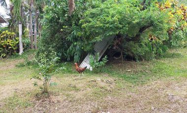 385sqm lot for sale in Tinago Dauis Panglao Island Bohol 3k per sqm