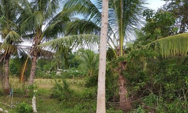 409sqm lot for sale in Tinago Dauis Panglao Bohol 3k per sqm