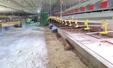 FOR SALE POULTRY FARM ( BREEDER )