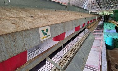 FOR SALE POULTRY FARM ( BREEDER )