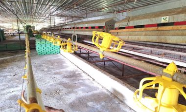FOR SALE POULTRY FARM ( BREEDER )