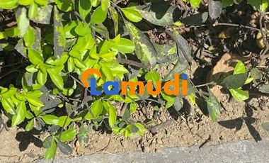Commercial Lot For Sale in Sta. Rosa, Laguna near Enchanted Kingdom, The Sonoma