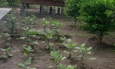 11,542 sqm Residential/ Farm Lot For Sale in Magalang, Pampanga