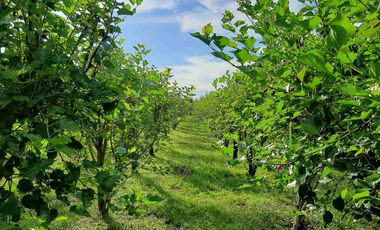 14,448 sqm Residential/ Farm Lot For Sale in Magalang Pampanga