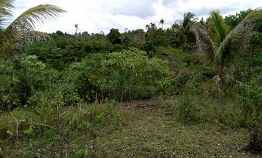 32,780sqm clean title lot in San Roque Cortes Bohol 250 per sqm