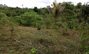 32,780sqm clean title lot in San Roque Cortes Bohol 250 per sqm