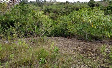 32,780sqm clean title lot in San Roque Cortes Bohol 250 per sqm