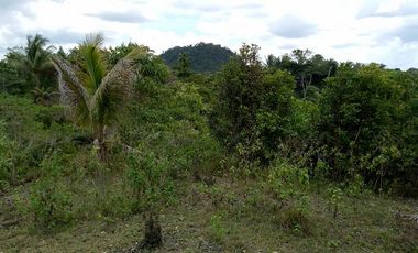 32,780sqm clean title lot in San Roque Cortes Bohol 250 per sqm