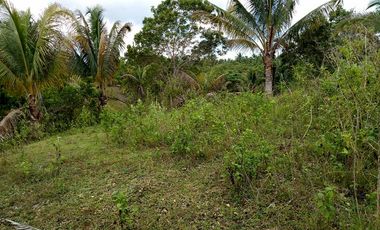 32,780sqm clean title lot in San Roque Cortes Bohol 250 per sqm