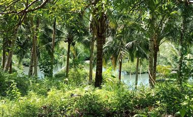 Farm Lot for Sale in Siargao Island, Surigao in Tawin-Tawin, General Luna