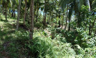 Farm Lot for Sale in Siargao Island, Surigao in Tawin-Tawin, General Luna