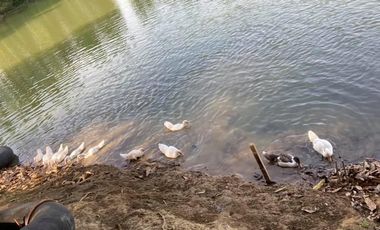 2.2 Has. Agricultural Lot With Fishpond Sta Ana Pampanga