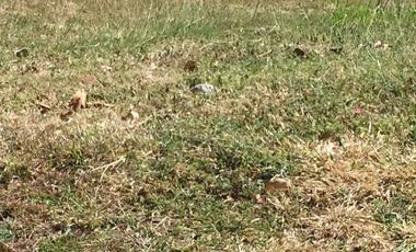 Residential Lot for sale in Cupang, Muntinlupa City