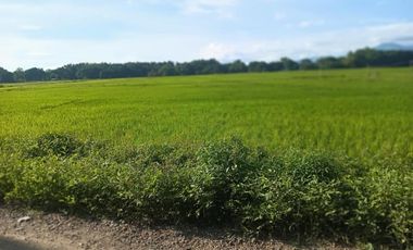 UMINGAN PANGASINAN RICE FARM