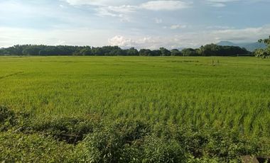 UMINGAN PANGASINAN RICE FARM