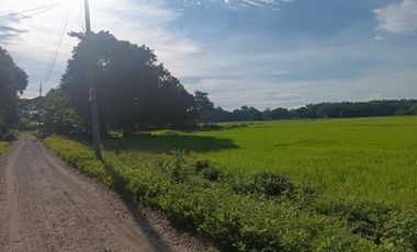 UMINGAN PANGASINAN RICE FARM