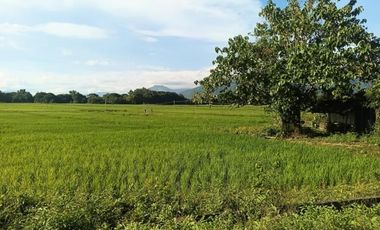UMINGAN PANGASINAN RICE FARM