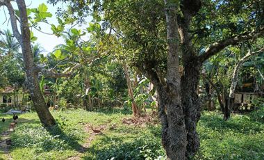 660sqm lot for sale in Lourdes Panglao Bohol 1,800 per sqm