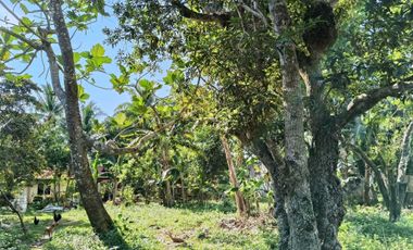660sqm lot for sale in Lourdes Panglao Bohol 1,800 per sqm