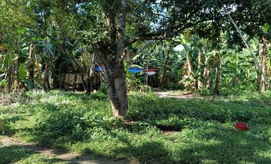 660sqm lot for sale in Lourdes Panglao Bohol 1,800 per sqm