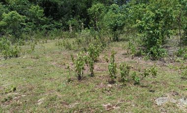 1,300sqm clean title lot in Lourdes Panglao Bohol at 3500 per sqm