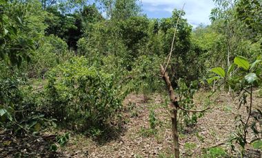 1,300sqm clean title lot in Lourdes Panglao Bohol at 3500 per sqm