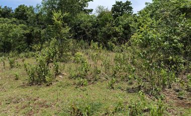1,300sqm clean title lot in Lourdes Panglao Bohol at 3500 per sqm