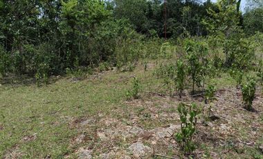 1,300sqm clean title lot in Lourdes Panglao Bohol at 3500 per sqm