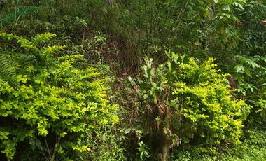 700 Square Meters Lot in Baguio City