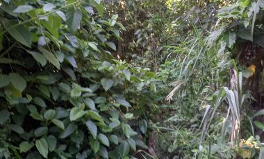Ideal Lot for Resort in Casile, Cabuyao, Laguna For Sale